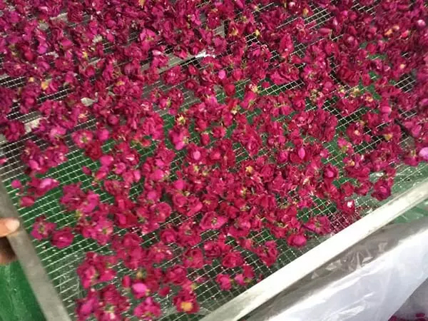 rose drying machine1